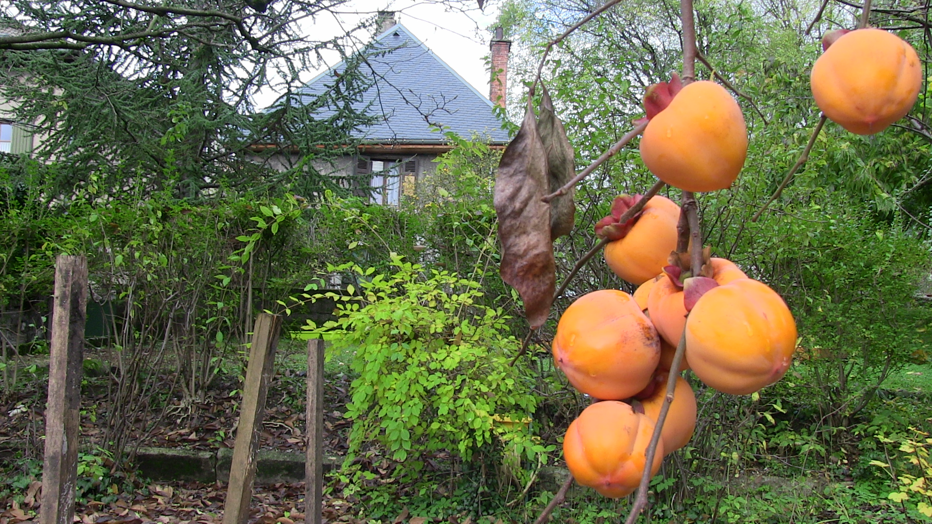 Vous avez dit l'automne ?