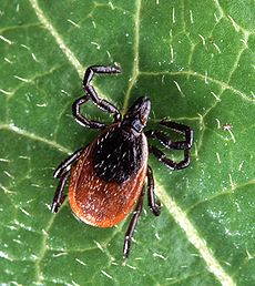 Malades de Lyme, STOP au mépris !