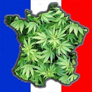 Le cannabis en France : état des lieux et réponses publiques