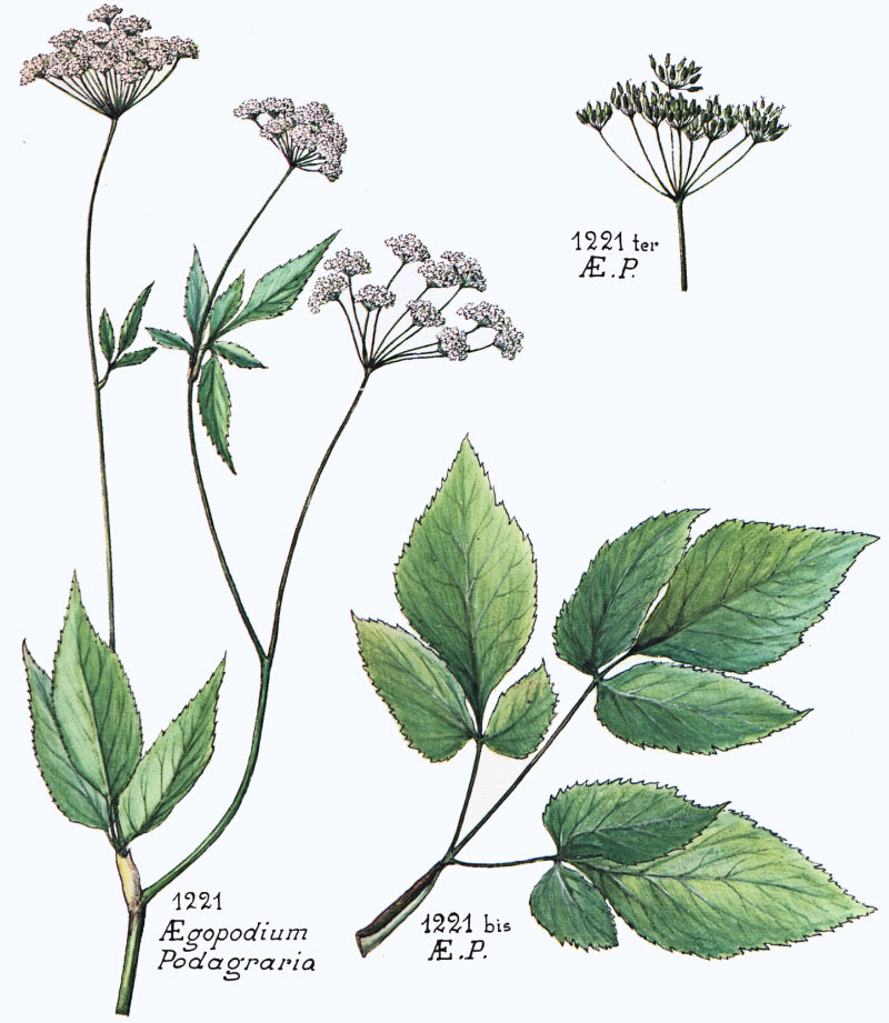 Nommer et rencontrer les plantes (et le vivant)